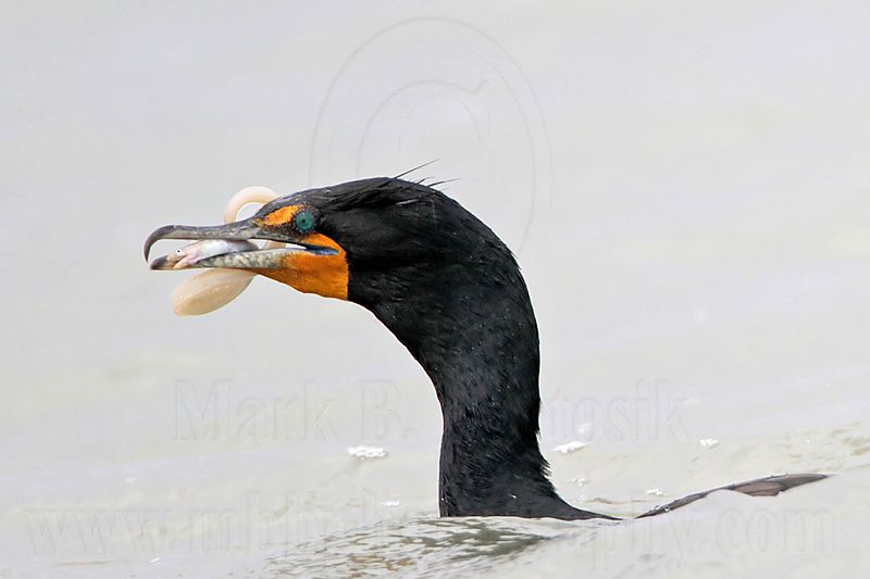 _MG_3392 Double-crested Cormorant.jpg