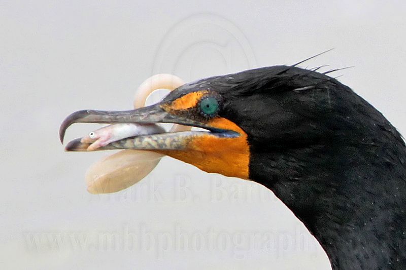 _MG_3392crop Double-crested Cormorant.jpg