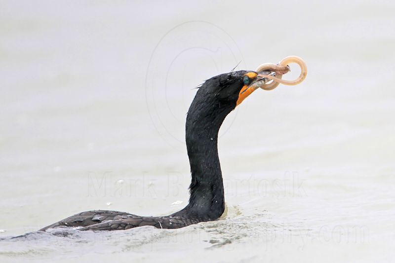 _MG_3400 Double-crested Cormorant.jpg