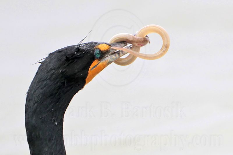 _MG_3400crop Double-crested Cormorant.jpg
