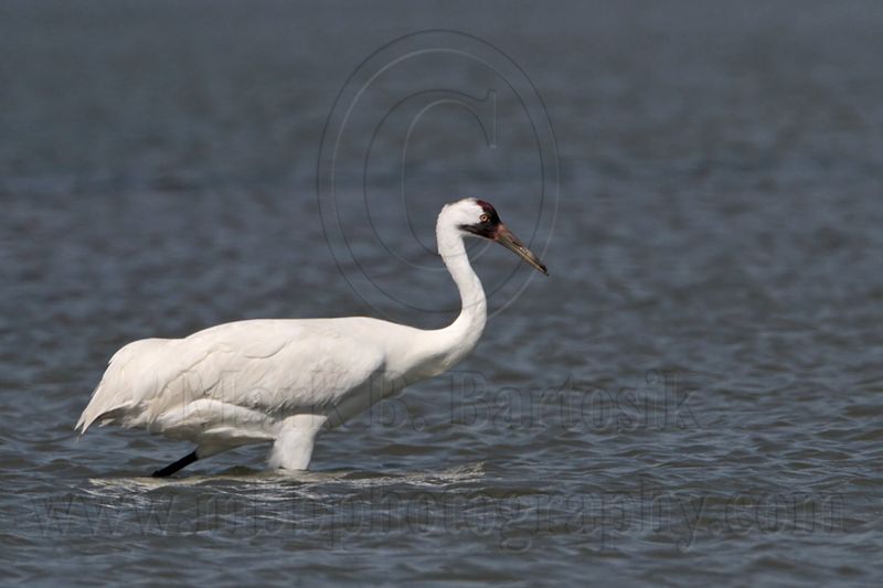 _MG_9422 Whooping Crane.jpg