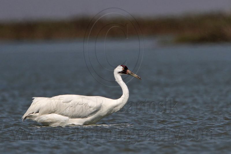 _MG_9423 Whooping Crane.jpg