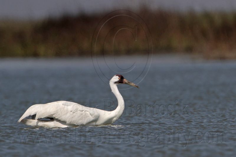 _MG_9489 Whooping Crane swimming.jpg
