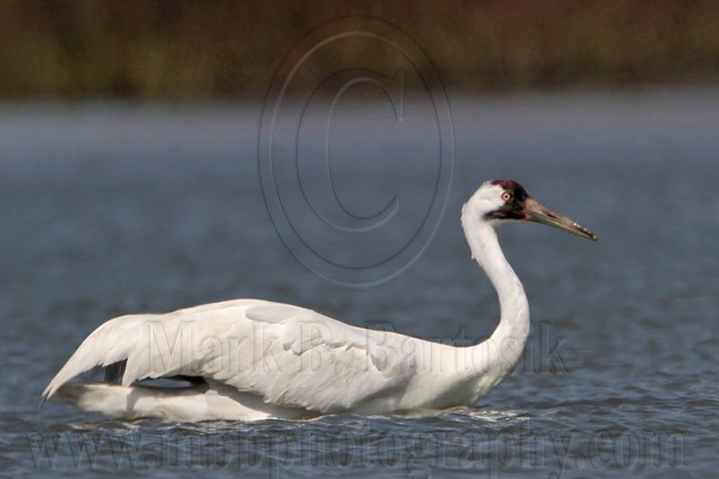 _MG_9489crop Whooping Crane swimming.jpg