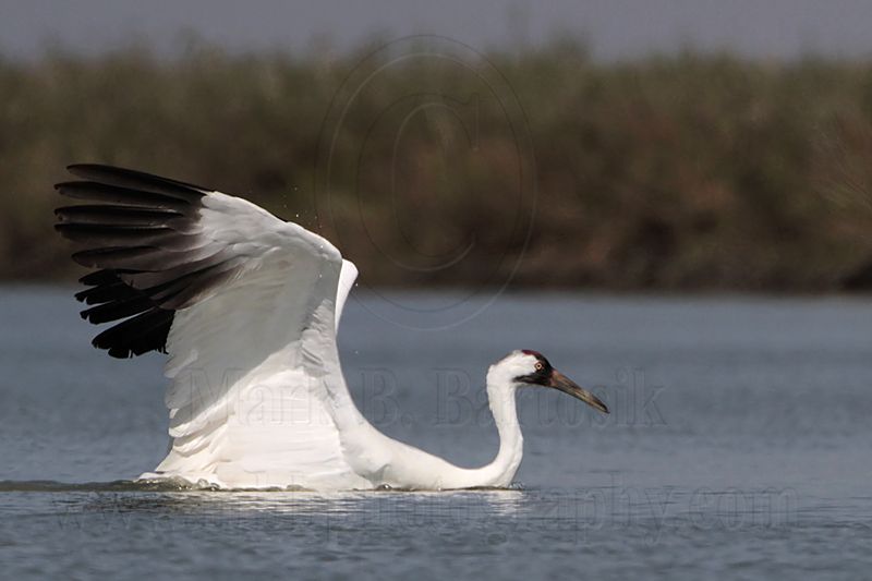 _MG_9571 Whooping Crane swimming.jpg