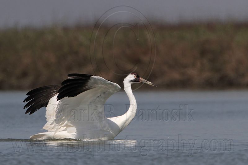 _MG_9587 Whooping Crane.jpg