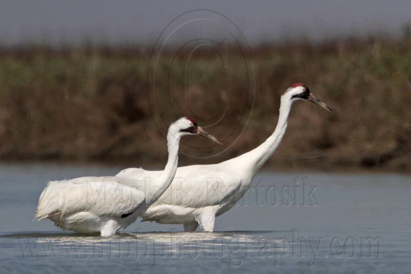 _MG_9631 Whooping Crane.jpg