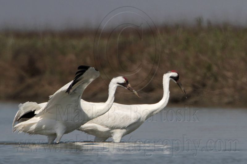 _MG_9636 Whooping Crane.jpg