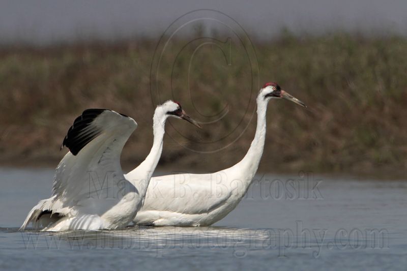 _MG_9649 Whooping Crane.jpg