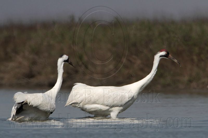 _MG_9655 Whooping Crane.jpg