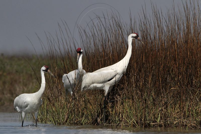 _MG_9718 Whooping Crane.jpg