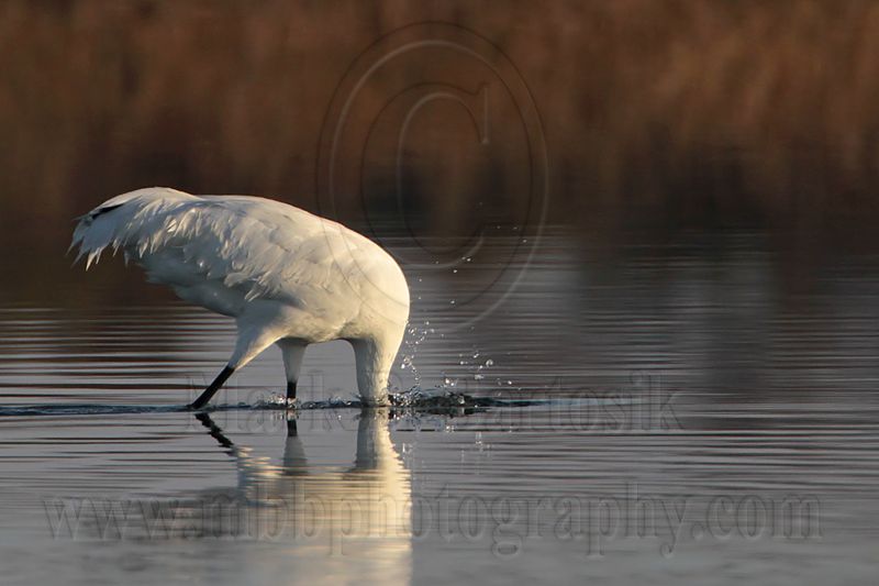 _MG_0953 Whooping Crane hunting striped mullet.jpg