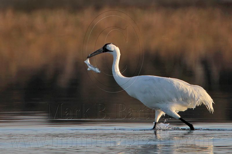 _MG_0985 Whooping Crane hunting striped mullet.jpg