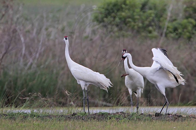 _MG_1108 Whooping Crane.jpg