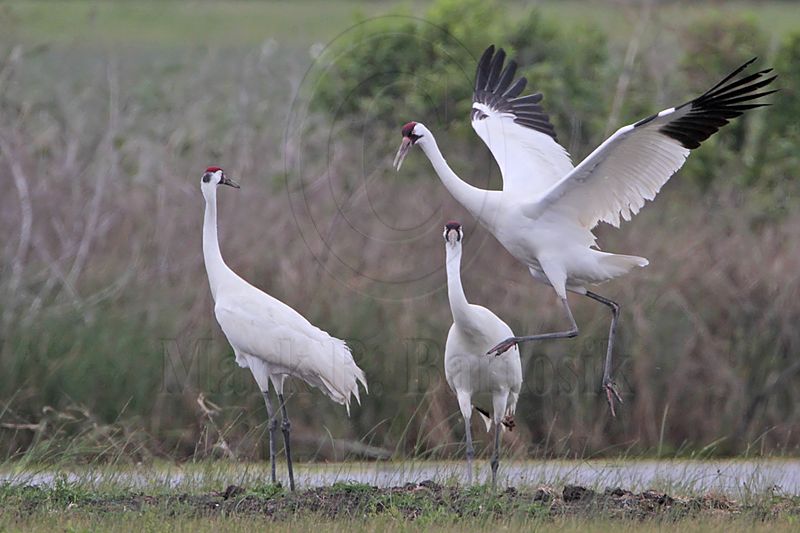 _MG_1111 Whooping Crane.jpg