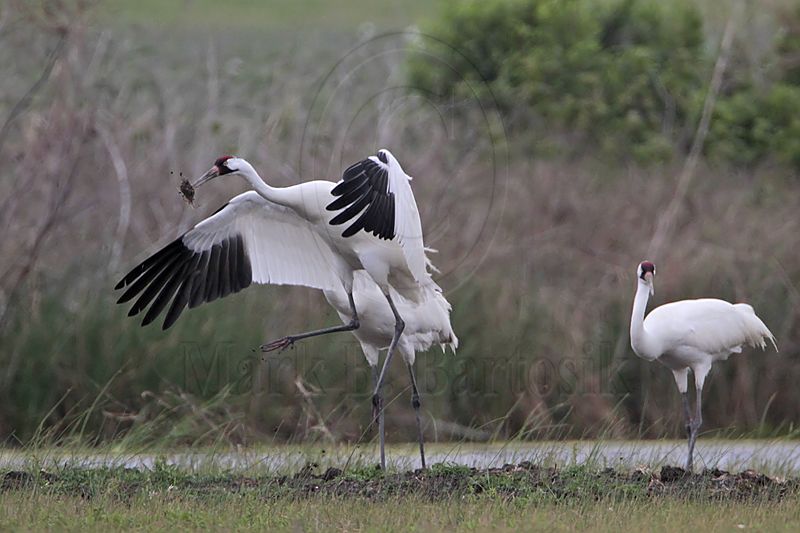_MG_1170 Whooping Crane.jpg
