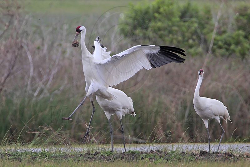 _MG_1173 Whooping Crane.jpg