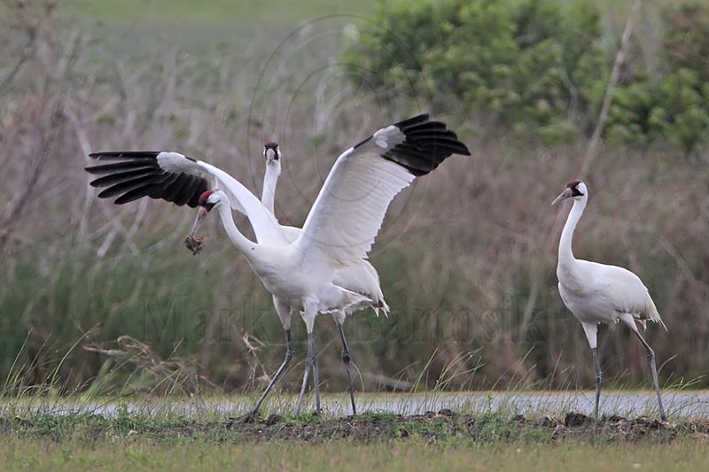 _MG_1175 Whooping Crane.jpg