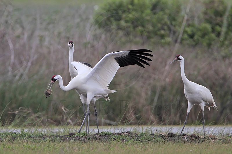 _MG_1180 Whooping Crane.jpg