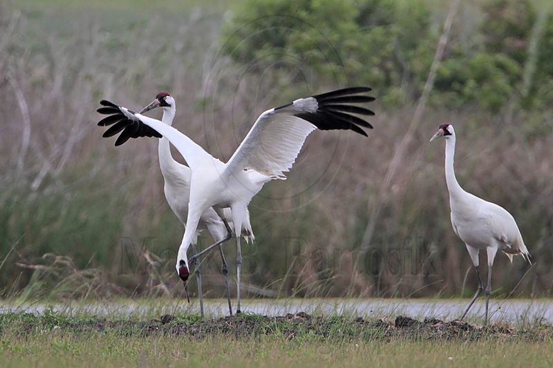 _MG_1187 Whooping Crane.jpg