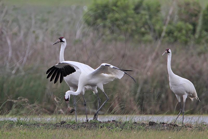 _MG_1189 Whooping Crane.jpg