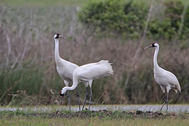 _MG_1200 Whooping Crane.jpg