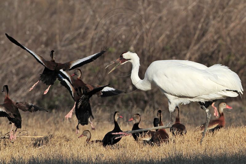 _MG_4627 Whooping Crane & Black-bellied Whistling-Duck.jpg