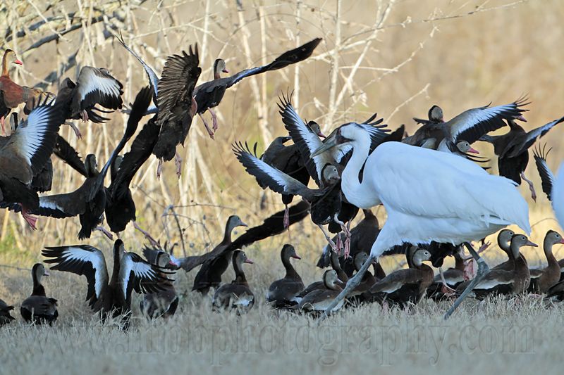 _MG_5148 Whooping Crane & Black-bellied Whistling-Duck.jpg