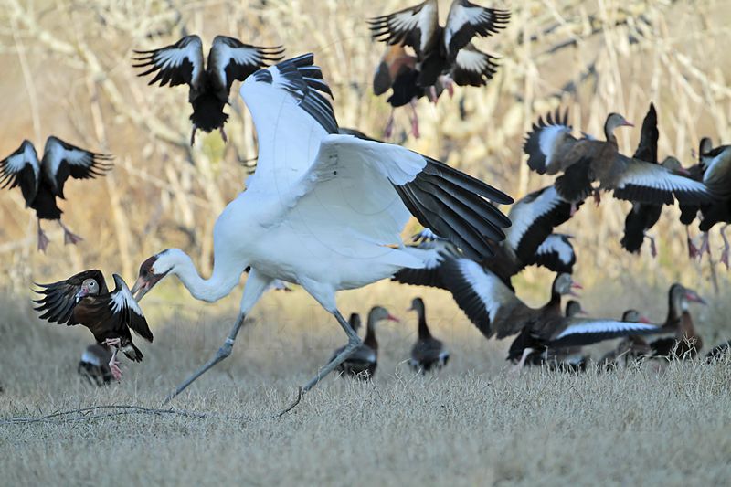 _MG_5210 Whooping Crane & Black-bellied Whistling-Duck.jpg