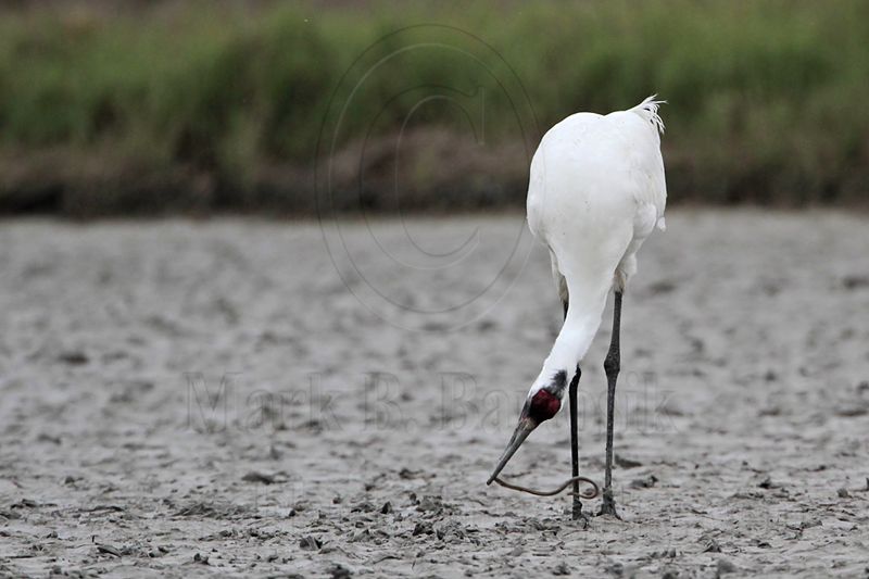 _MG_6429 Whooping Crane.jpg