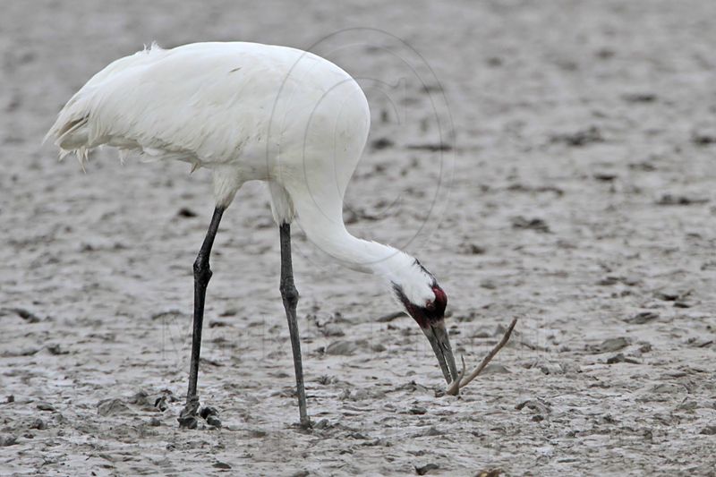 _MG_6919 Whooping Crane.jpg