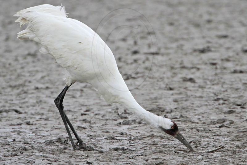 _MG_7034 Whooping Crane.jpg