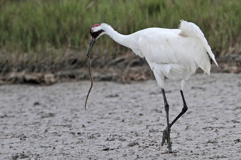 _MG_7214 Whooping Crane.jpg