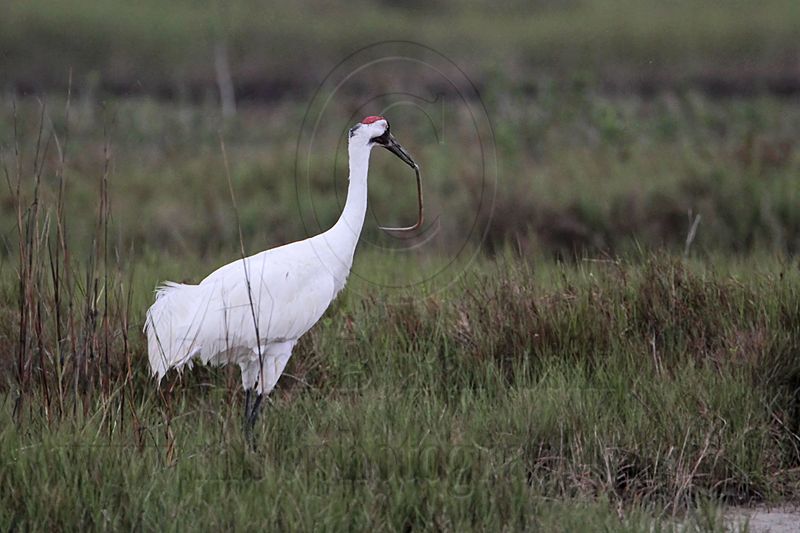 _MG_7451 Whooping Crane.jpg