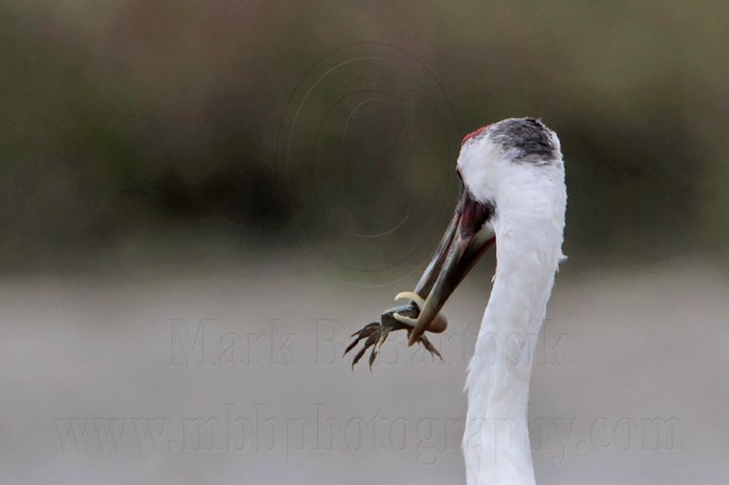 _MG_4024crop Whooping Crane.jpg