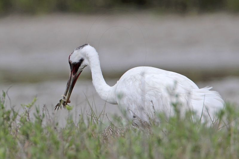 _MG_4030 Whooping Crane.jpg