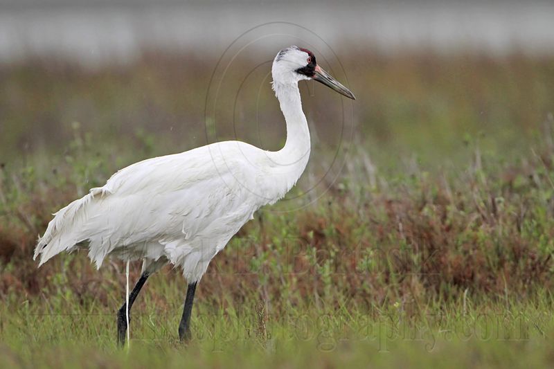 _MG_2474 Whooping Crane Scarbaby defecating.jpg