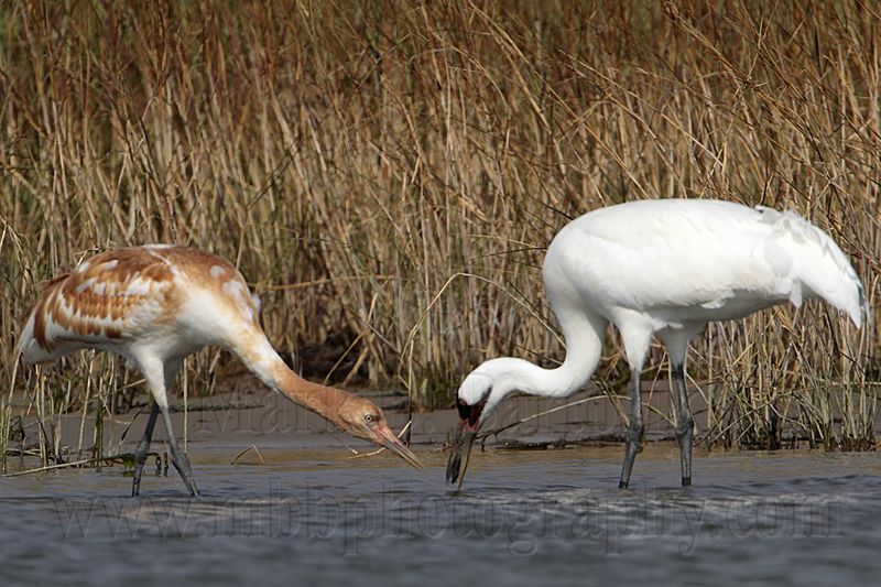 _MG_2332 Whooping Crane.jpg
