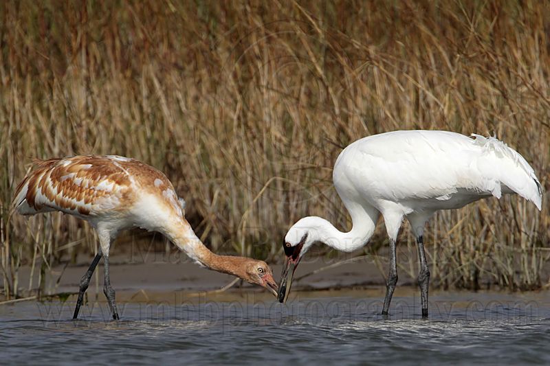 _MG_2334 Whooping Crane.jpg