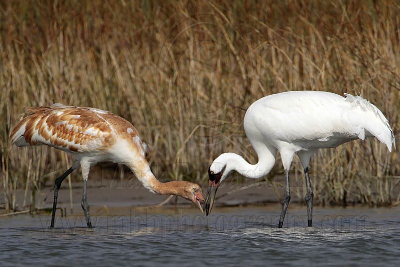 _MG_2335 Whooping Crane.jpg