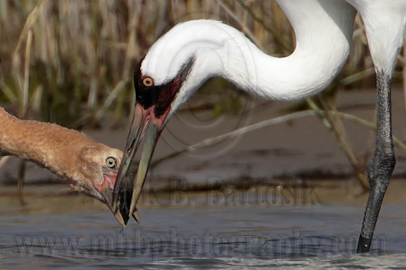 _MG_2336crop Whooping Crane.jpg