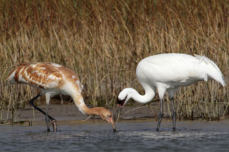 _MG_2337 Whooping Crane.jpg