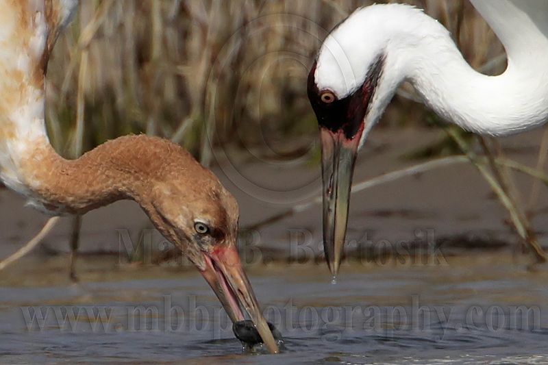 _MG_2342crop Whooping Crane.jpg