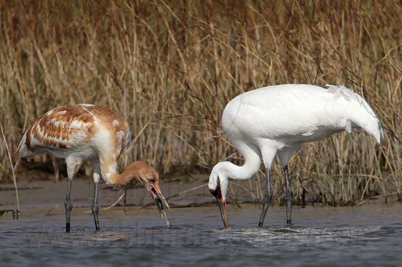 _MG_2346 Whooping Crane.jpg