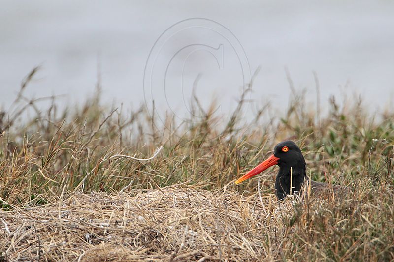 _MG_6651 American Oystercatcher.jpg
