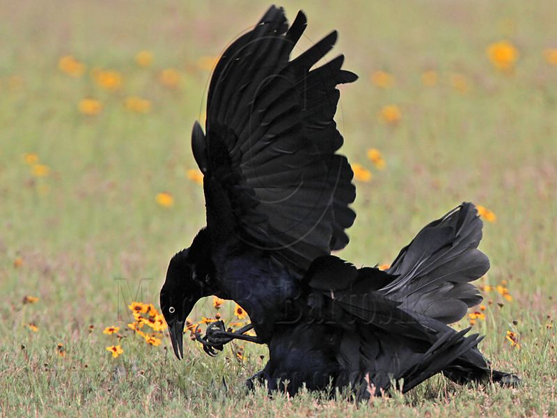 _MG_7463 Great-tailed Grackle.jpg