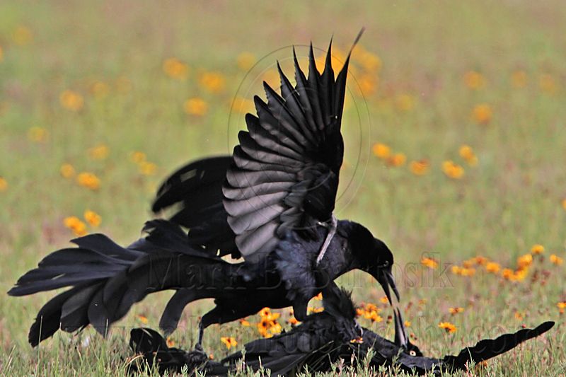 _MG_7472 Great-tailed Grackle.jpg