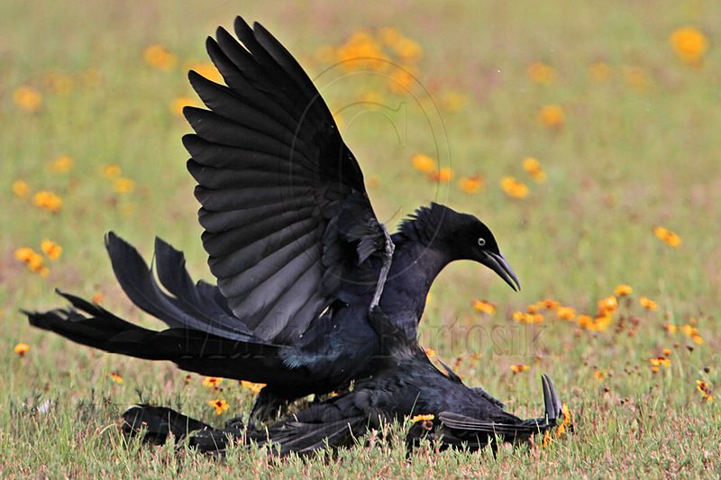 _MG_7473 Great-tailed Grackle.jpg
