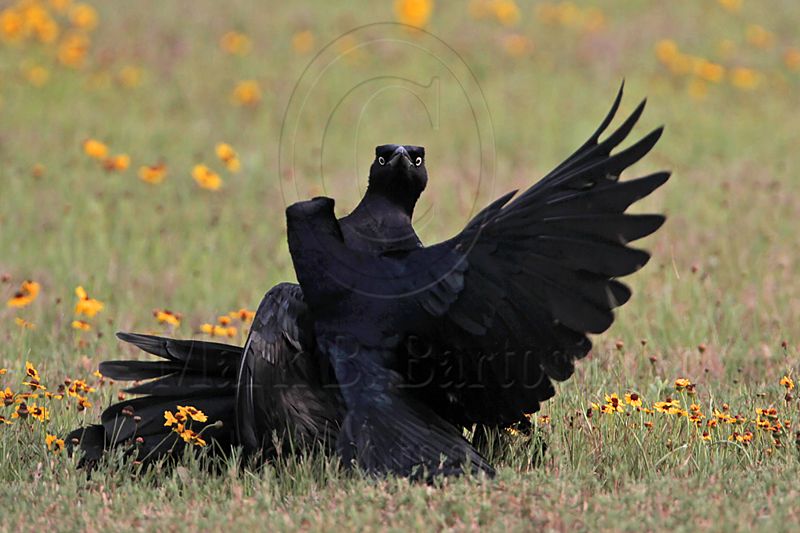 _MG_7487 Great-tailed Grackle.jpg