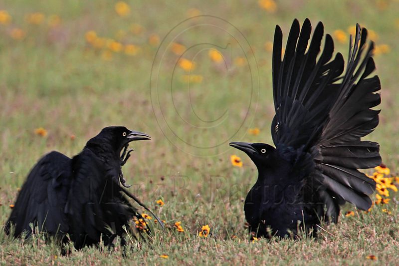 _MG_7497 Great-tailed Grackle.jpg